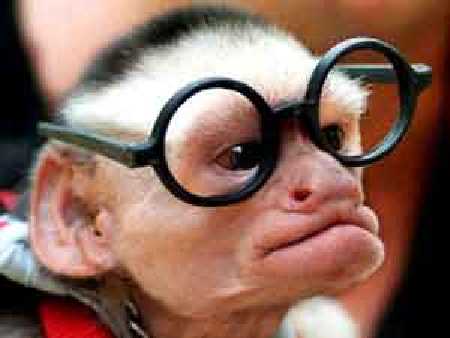 Funny Monkey